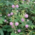 thumbnail image 4 of Mimosa Pudica, Sensitive Plant - Pot Size: 3" (2.6x3.5") - Flowers, House Plants, 4 of 10
