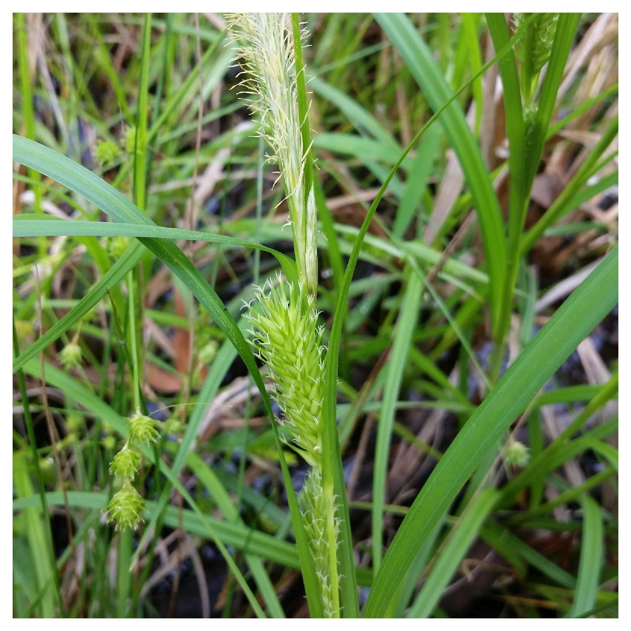 Everwilde Farms - 1 oz Common Hop Sedge Native Grass Seeds - Gold Vault Bulk Seed Packet