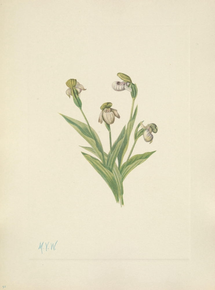 N American Wild Flo