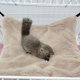 thumbnail image 5 of Hamaca de animales pequeños de 3 capas, hamaca suave y cálida para mascotas, cama colgante para lindo hámster, hurón, loro, conejillo de indias, accesorios de jaula TUNC Sencillez, 5 of 5