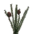 thumbnail image 3 of Vickerman 48" Carmel Pine Artificial Christmas Tree, Unlit, 3 of 3