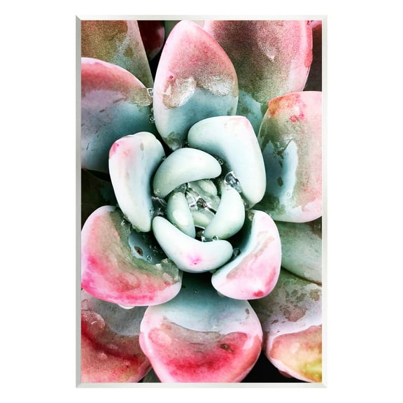 Succulent Plant Rain Droplet Botanical & Floral Photograph Unframed Art Print Wall Art