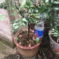 thumbnail image 3 of Amdohai 1Pcs/4Pcs/6Pcs Automatic Plant Waterer Device Irrigation Drippers with Slow Release Control, 3 of 9