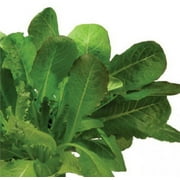 AeroGarden 800522-0208 seed kit, 7-pod