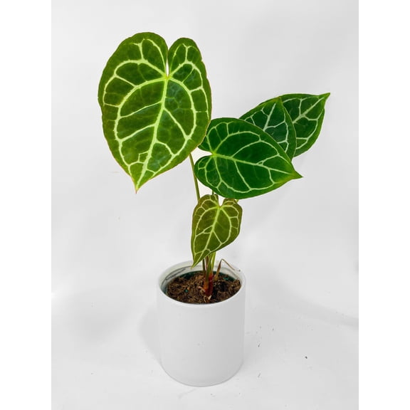 Bumble Plants Anthurium Crystallinum - Full Live Colorful Houseplant in Nursery Pot, Easy Care, Indoor Plant for Beginners