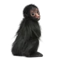 thumbnail image 2 of Red-faced Spider Monkey Ateles Wall Decal by Wallmonkeys Peel and Stick Graphic (24 in H x 18 in W) WM4742, 2 of 4