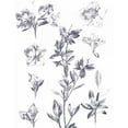 thumbnail image 2 of Wild Apple Portfolio 26x32 White Modern Wood Framed Museum Art Print Titled - Lithograph Florals I Blue, 2 of 4