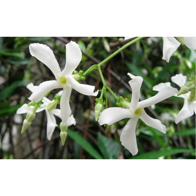 Confederate Jasmine - Includes Planting Kit - Walmart.com