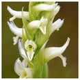 thumbnail image 2 of Everwilde Farms - 1 oz Nodding Ladys Tresses Native Wildflower Seeds - Gold Vault Bulk Seed Packet, 2 of 4
