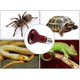 thumbnail image 3 of Bombillas térmicas CHAO para reptiles 220-230 V, 3 of 4