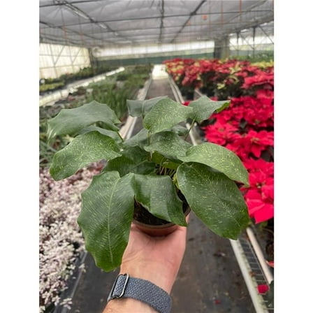 House Plant Dropship 4-CALATHEA-MUSAICA 4 in. Calathea Musaica Plant