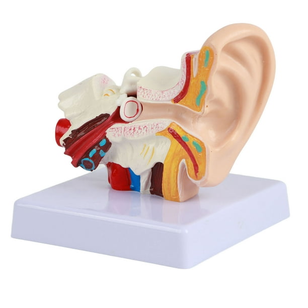 Modelo de oído anatómico 1.5:1 ampliado, simulación científica profesional, modelo pequeño de anatomía humana.