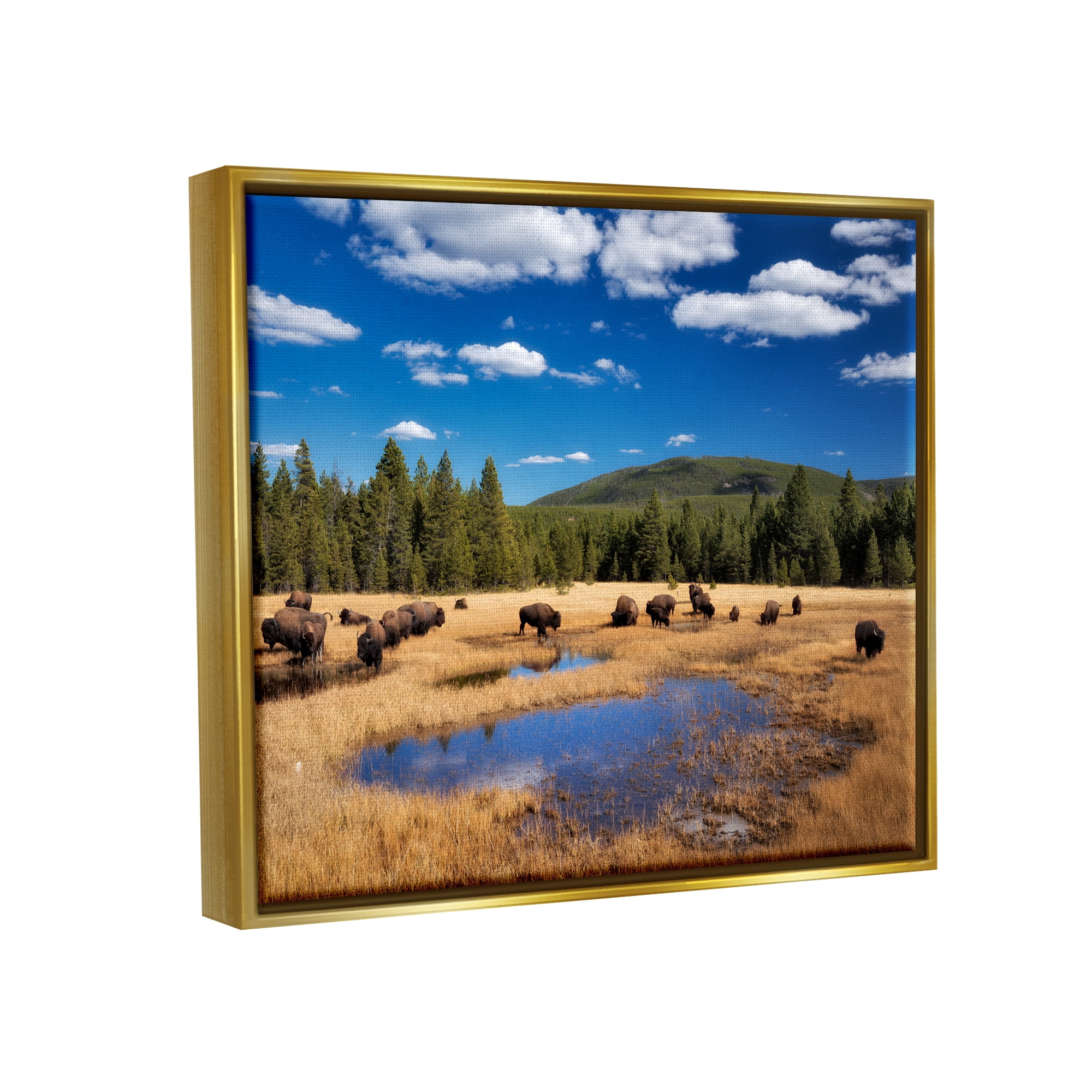 Stupell Industries Bison Grazing Clear Sky Pasture Landscape Photography Gold Floater Framed Art Print Wall Art