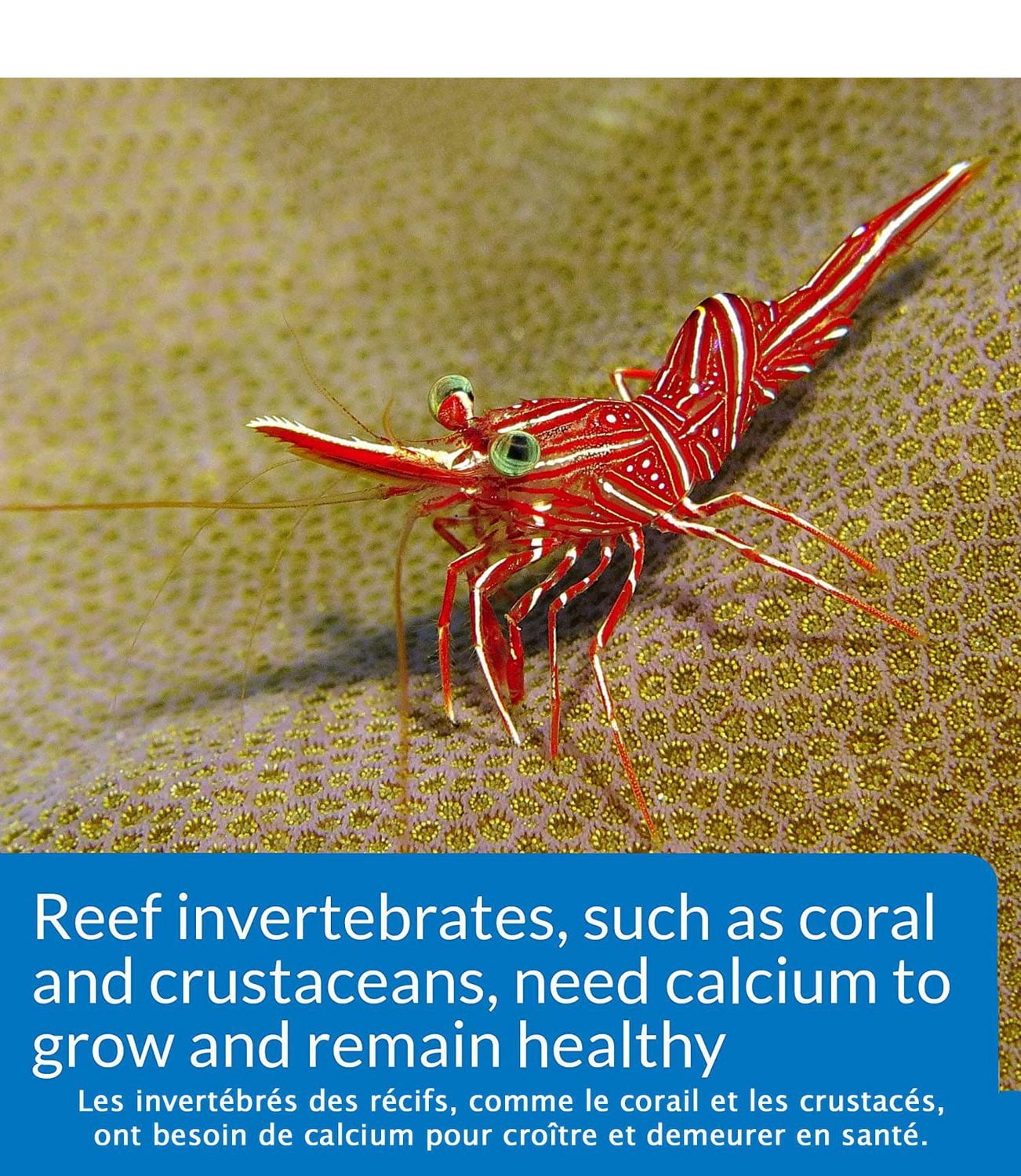 Kit de test de calcium d'eau salée API