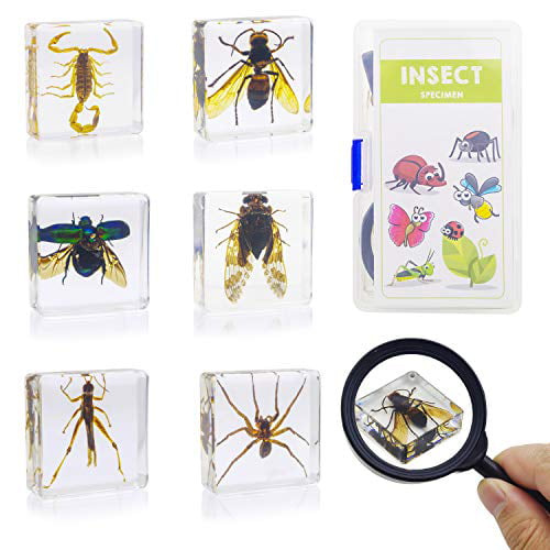 Insect Wasp Life Cycle Wild Animal Bug Growth Cycle Teaching Plastic Toy 