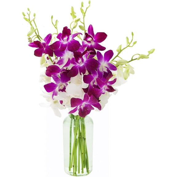 KaBloom : 5 White, 5 Purple Dendrobium Orchids Next-Day Delivery, Gift for Every Occasion.