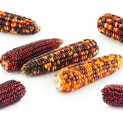 Corn Seeds - Ornamental - Rainbow (Multicolors Flint) - 1 Oz ~200 - Farm & Garden Vegetable Seeds - Non-GMO, Heirloom, Open Pollinated, Annual