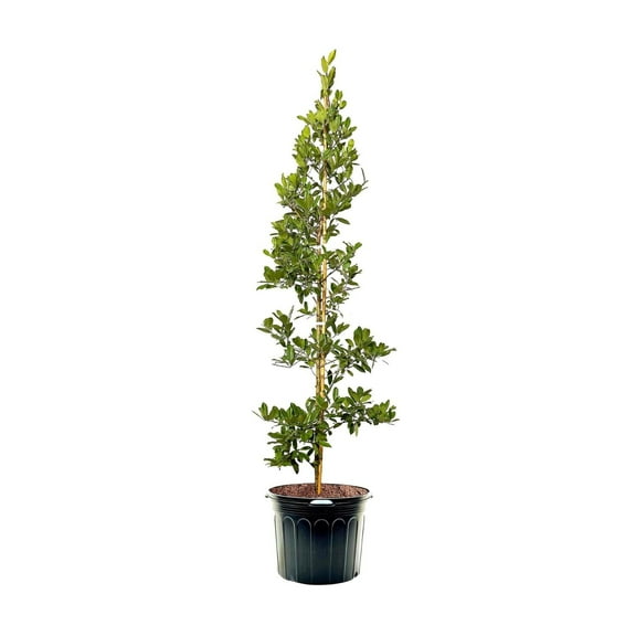 Expert Gardener 3-4' Eagleston Holly Tree in 7 gal. Grower Pot