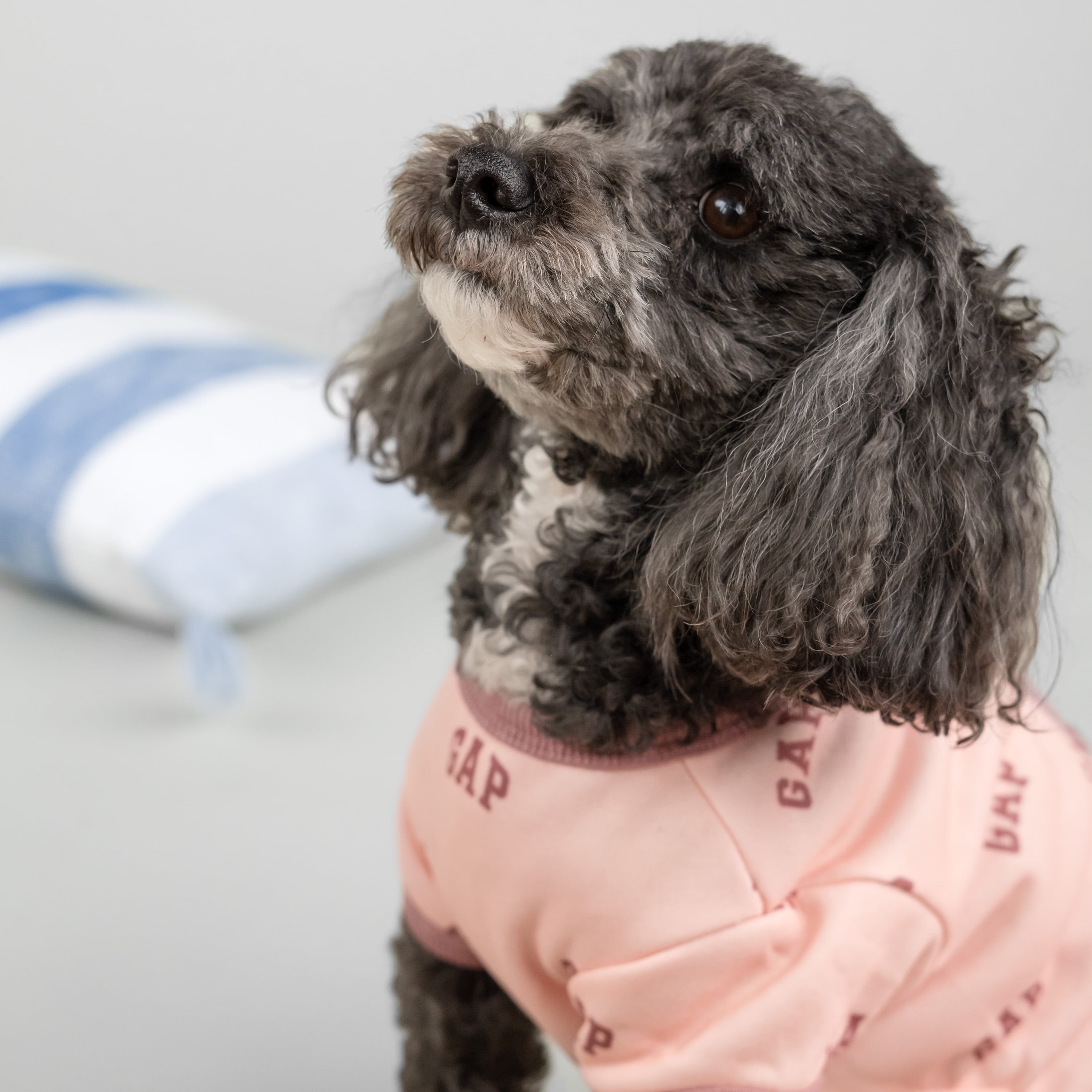 Gap Pet Dog and Cat Clothes, Classic Gap Logo Pet Pajama