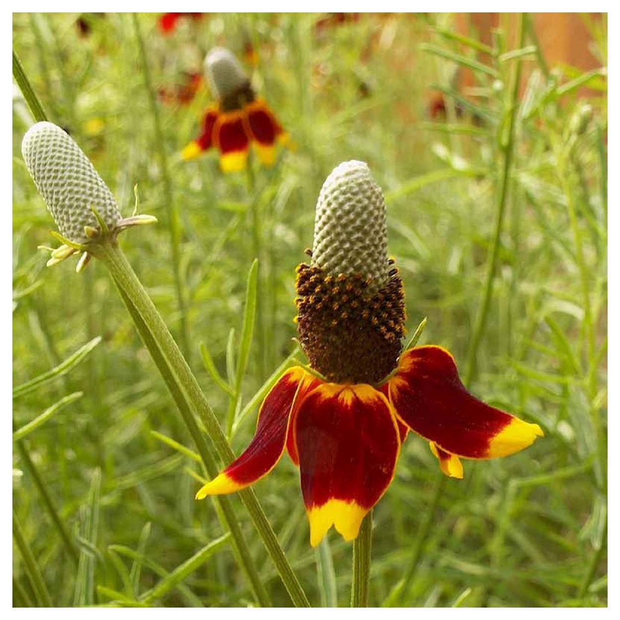 Everwilde Farms - 1 lb Mexican Hat Native Wildflower Seeds - Gold Vault Bulk Seed Packet