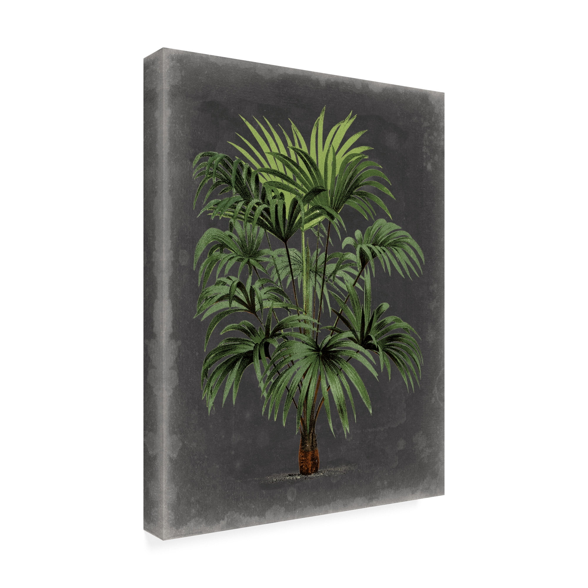 Trademark Fine Art 'Dramatic Palm I' Canvas Art by Vision Studio