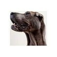 thumbnail image 2 of Sabo, Susan 18x13 Black Ornate Wood Framed with Double Matting Museum Art Print Titled - Pelei in Profile, 2 of 4
