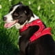 thumbnail image 2 of Truelove Pet Dog Harness Breathable Mesh Padded Outdoor Sport No Pull Vest Adjustable Harness For Medium Large Dog Accessories, 2 of 5