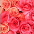 thumbnail image 2 of CafePress - Beautiful Roses - Large Beach Towel, Soft 30"x60" Towel with Unique Design, 2 of 3
