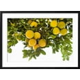 thumbnail image 2 of Art.com Lemon Grove I Photo by Karyn Millet, Black Frame Wall Art, 29" x 21", 2 of 5