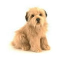 thumbnail image 2 of TERRIER PUP 9'', 2 of 2
