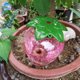 thumbnail image 4 of CRILSTYLEO Dispositivo Automático Para Regar Plantas De Plástico Rosa Con De Fresa Para Uso En Casa, 4 of 8