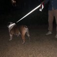 thumbnail image 2 of MesaSe Reliable Glow-In-The-Dark Dog Collar  Comfortable  Adjustable  and Safe - Ensuring Visibility and Safety for Nighttime Walks of All Breeds and Sizes, 2 of 7