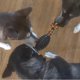 thumbnail image 3 of Dog Chew Toys Resistant Rubber Dog Toy With Heilwiy Rope Puppy Toy Go Fetch Toy, 3 of 4
