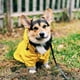 thumbnail image 5 of Impermeable para perros con cremallera, botones reflectantes, resistente a la lluvia y al agua, cordón ajustable y capucha extraíble., 5 of 7