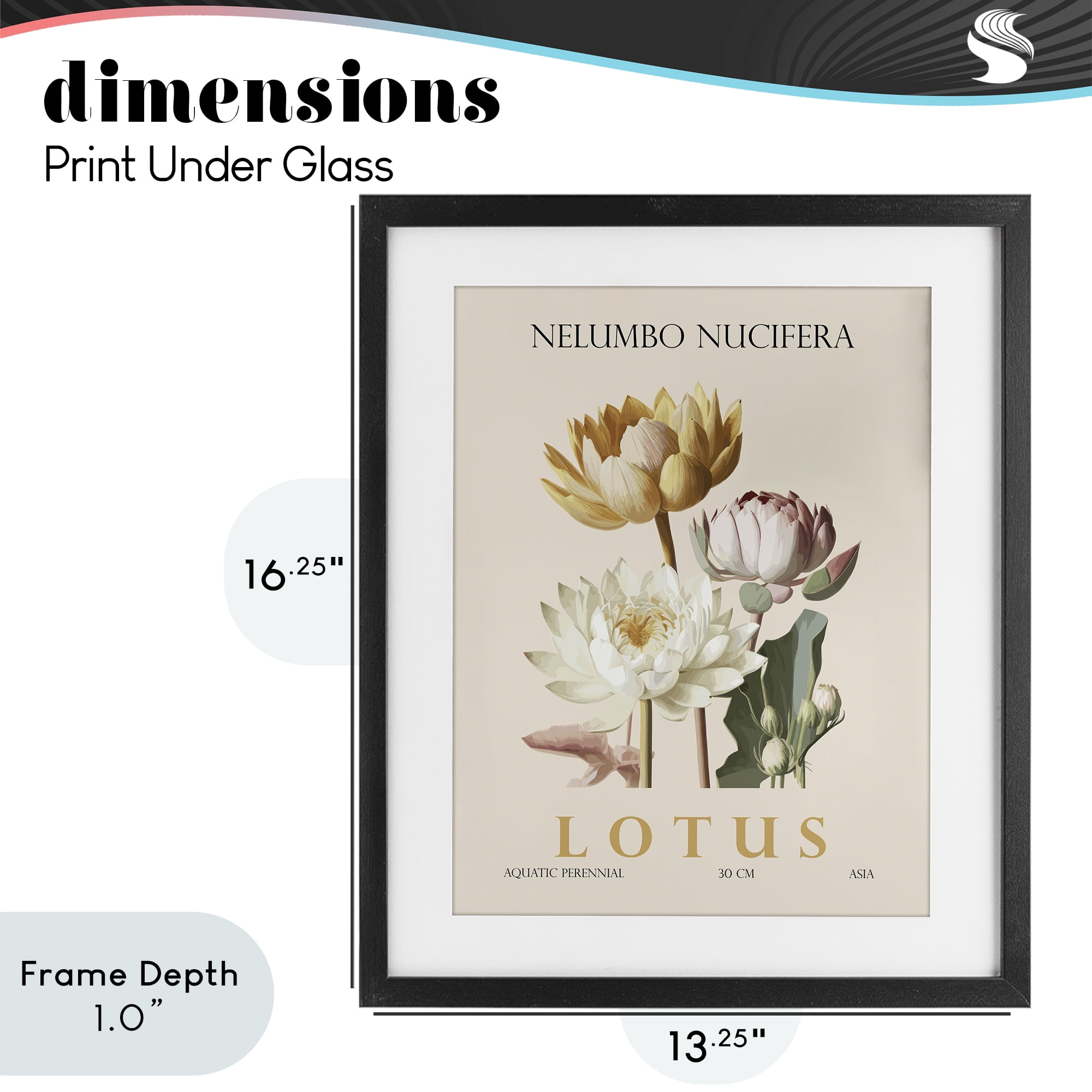 Stupell Industries Natural Lotus Bundle Black Framed Print Under Glass, design by Christopher Giampietro