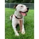 thumbnail image 2 of Juguete masticable para perros SPOT Bam-Bones Plus T Bone para masticadores agresivos, 2 of 6