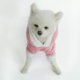 thumbnail image 3 of Ropa bonita para perros pequeños, disfraz para niñas, ropa para cachorros de cerdo rosa, Sudadera con capucha, abrigo cálido, trajes Ormromra WMZL-618-1, 3 of 7