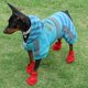 thumbnail image 2 of Zapatos De Malla Para Perros Botas Para Mascotas Botines Protectores Transpirables Para Cachorros Rojo 3# Sunnimix Zapatos para mascotas, 2 of 8