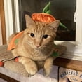 thumbnail image 7 of WILLED Halloween Cat Costume Pumpkin Cloak and Hat Set, Cute Pet Halloween Costumes for Cats and Kittens, Adjustable Soft Flannel, Festive Pumpkin Design for Halloween Parties Cosplay and Photo Props, 7 of 7