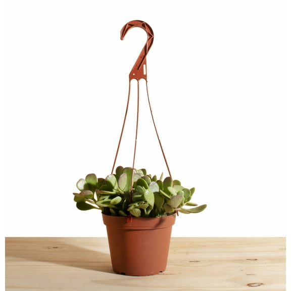 Trailing Jade Hanging Succulent in 6" Grower Pot
