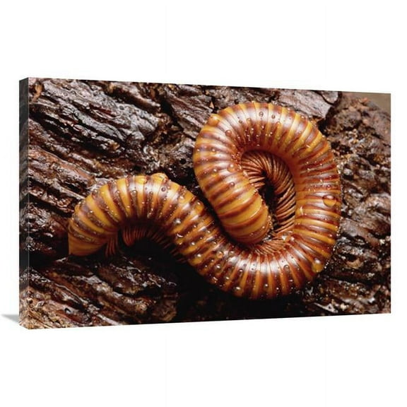 24 x 36 in. Giant Millipede, Tropical West Africa Art Print - Gerry Ellis