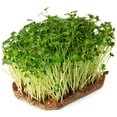 thumbnail image 2 of Everwilde Farms - 1 oz White Spear Sprouting Radish Seeds - Gold Vault Bulk Seed Packet, 2 of 3