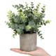 thumbnail image 2 of Flojery Mini Plantas En Maceta De Eucalipto Artificial, Boj, Romero, Hierbas Sintéticas, Pequeñas Plantas De Casa De 8.3 A 9 Pulgadas De Alto Para Interior Y Vegetación, Centro De Mesa D?Cor (Eucalipt, 2 of 5
