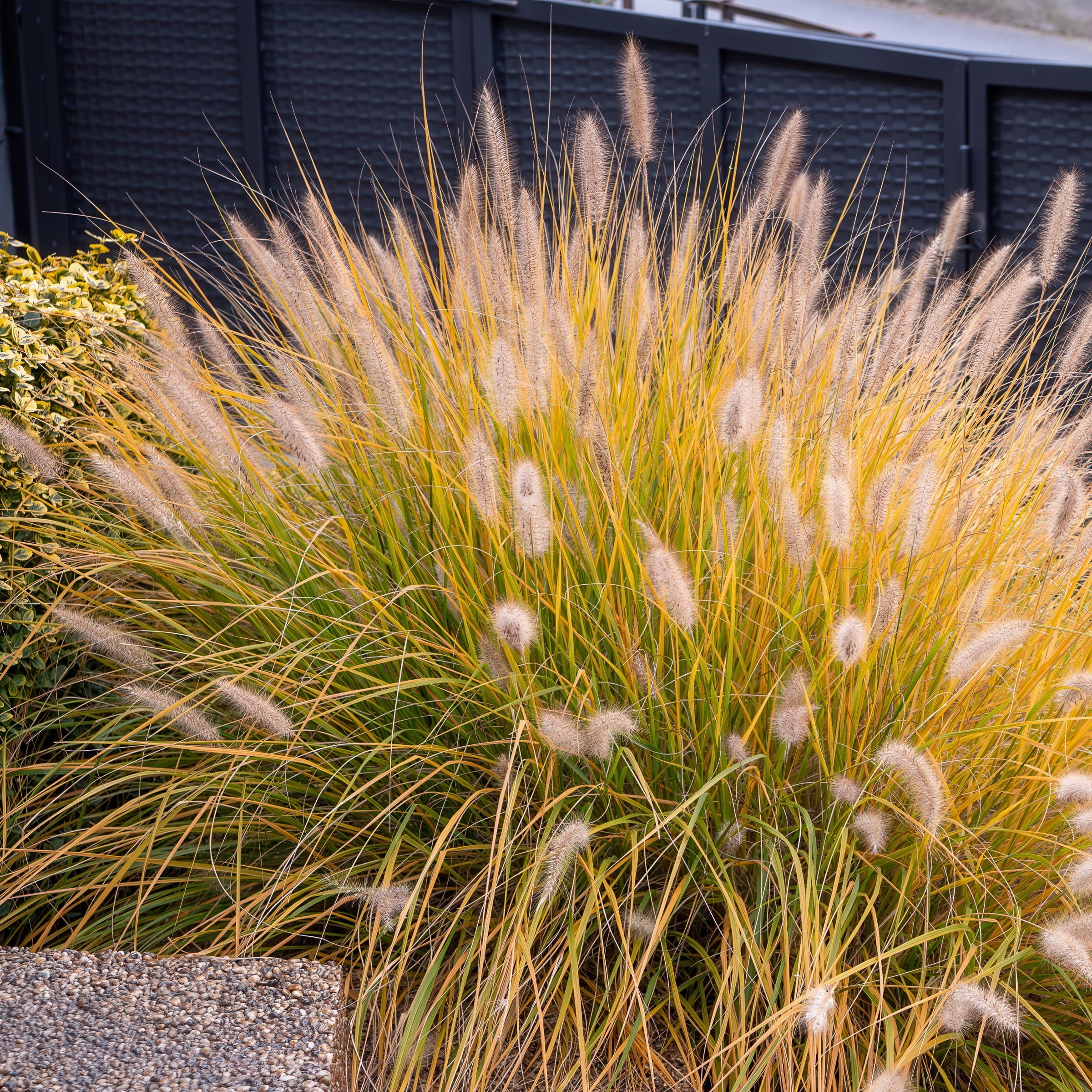 National Plant Network 4 in. Dwarf Fountain Live Ornamental Grass Hamelin (3-Pack)