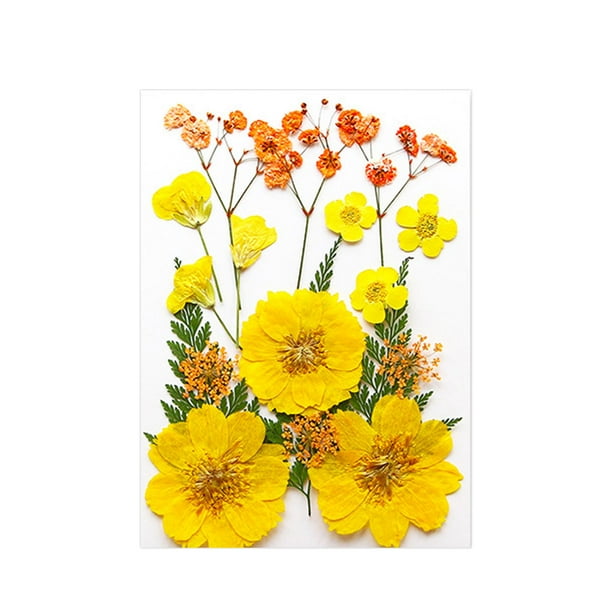 Flores prensadas secas, manualidades DIY para álbumes de recortes, Kits de hojas secas para decoración de uñas, manualidades, marcapáginas, pantallas Amarillo Macarena flores secas prensadas