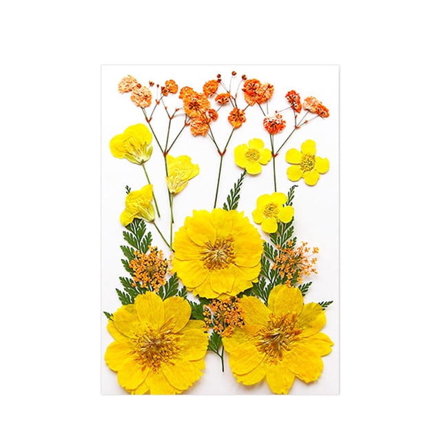 Flores prensadas secas Strade Fareast Limited Material de fabricación DIY Amarillo