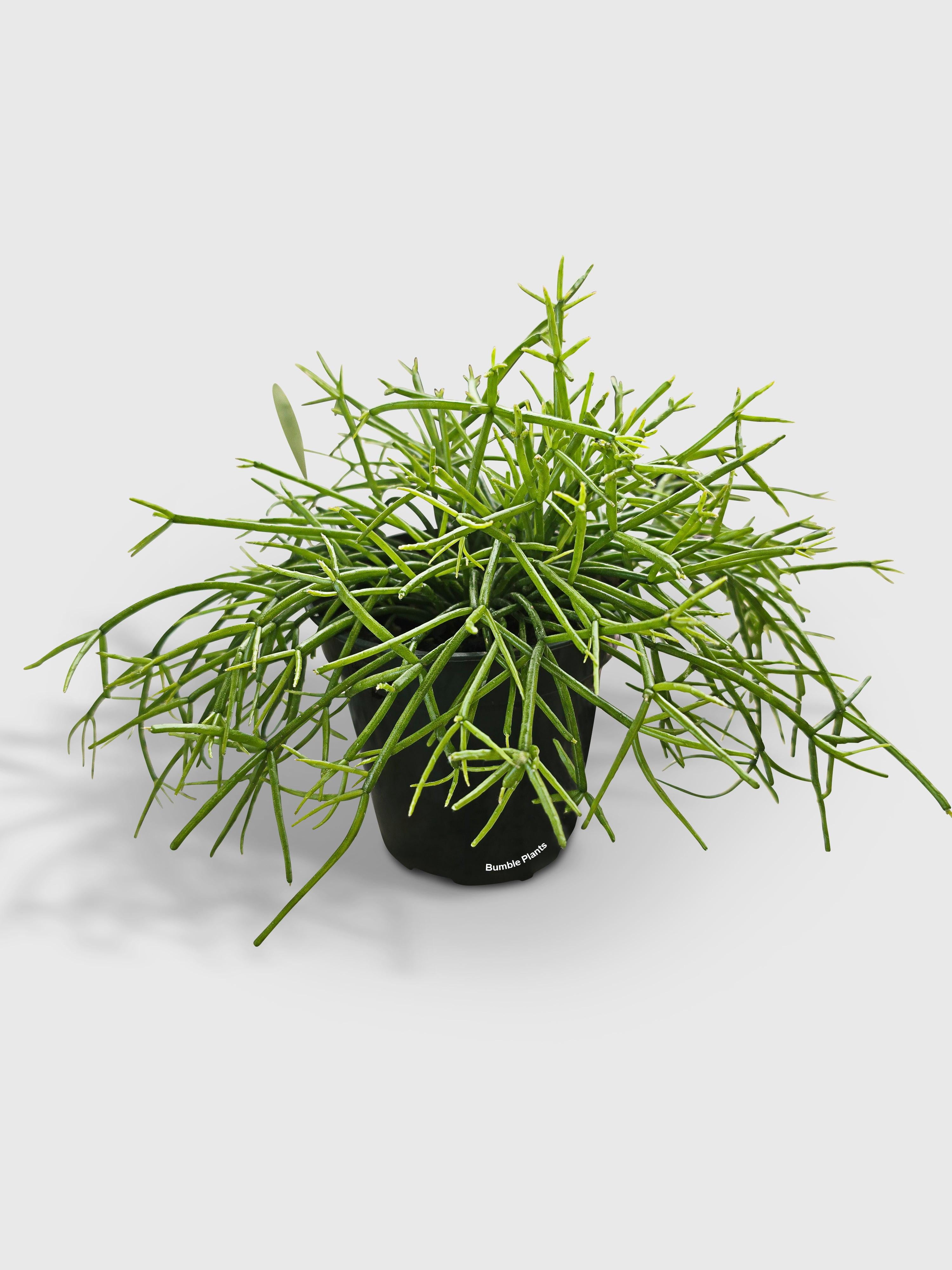 Rhipsalis Cashero Mistletoe Cactus - Live Air-Purifying Indoor Plant in Nursery Pot – Easy Care, Low Maintenance Houseplant for Home & Office Decor, Natural Air Cleaner, Best for Beginners (Small)
