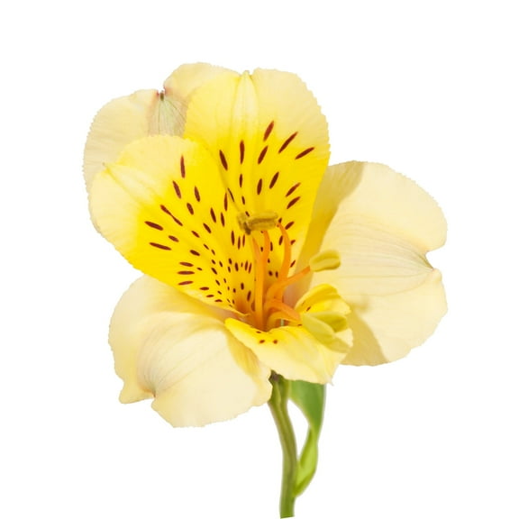 Alstroemeria 90 Stems of Yellow Farm Direct Fresh Cut Flowers by Bloomingmore