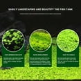 thumbnail image 3 of LICHENGTAI 2 Pack Aquarium Small Leaf Grass Seeds for Fish Tank Decoration Creates Lush Green Carpet Plant L Big Pair of Laves 10g, 3 of 9