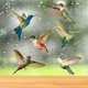 thumbnail image 3 of Hummingbird Window Stickers, Anti-collision Window Stickers To Prevent Bird Strikes On Windows, 3 of 3